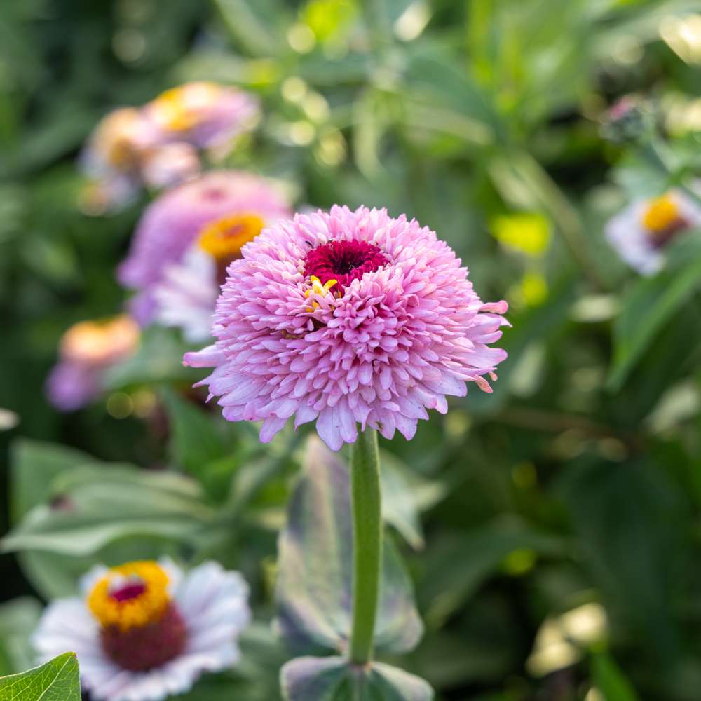 Zinnia 'Zinderella Lilac' (frö)